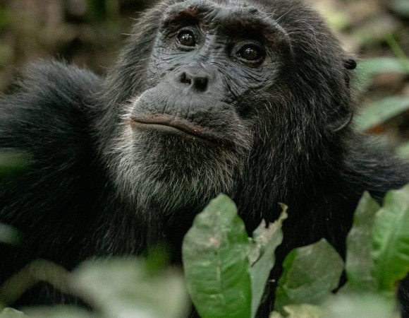 Chimpanzee Tracking in Kibale Forest